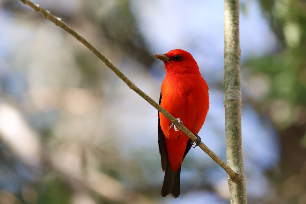 Scarlet Tanager - ML572990331