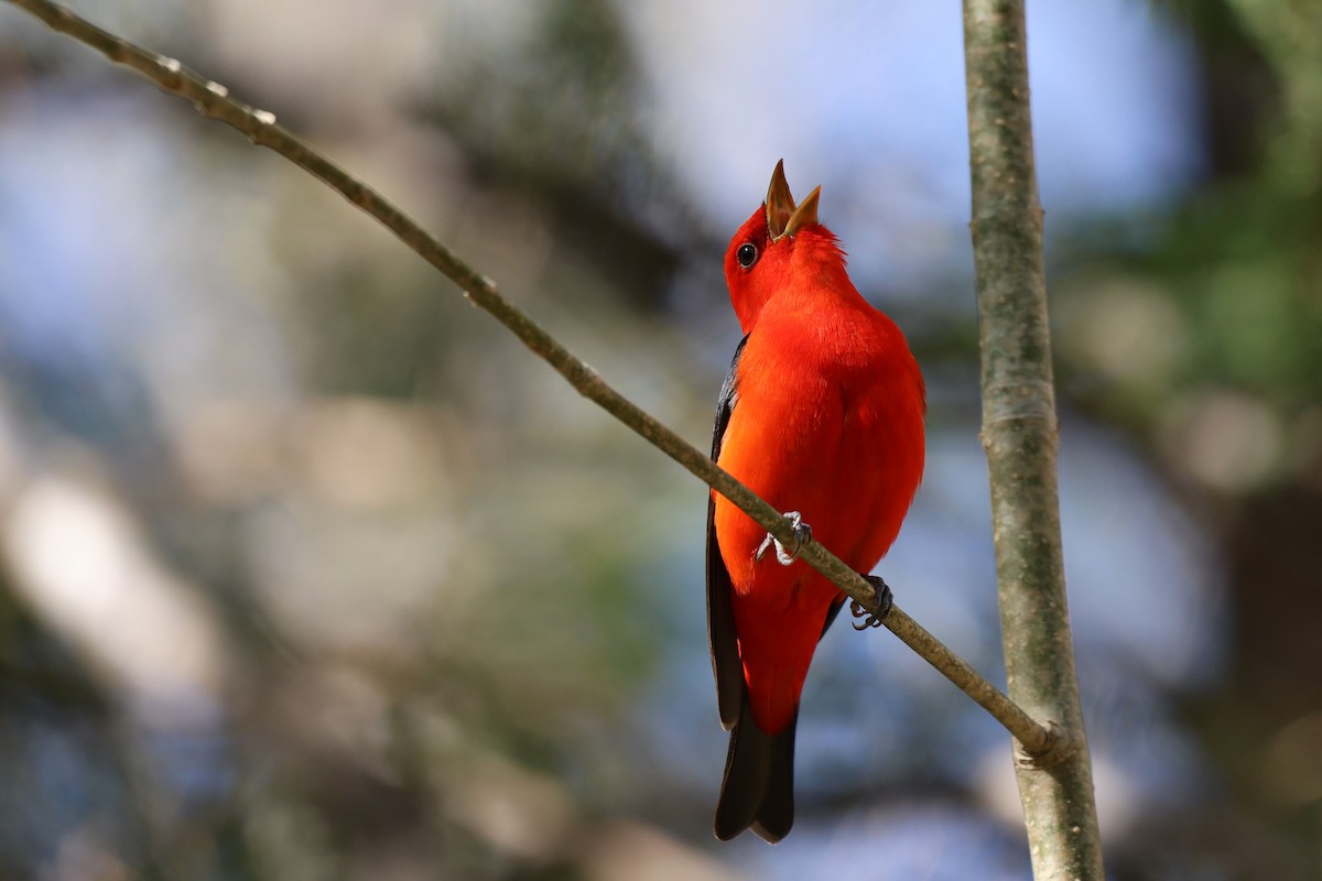 Scarlet Tanager - ML572990471