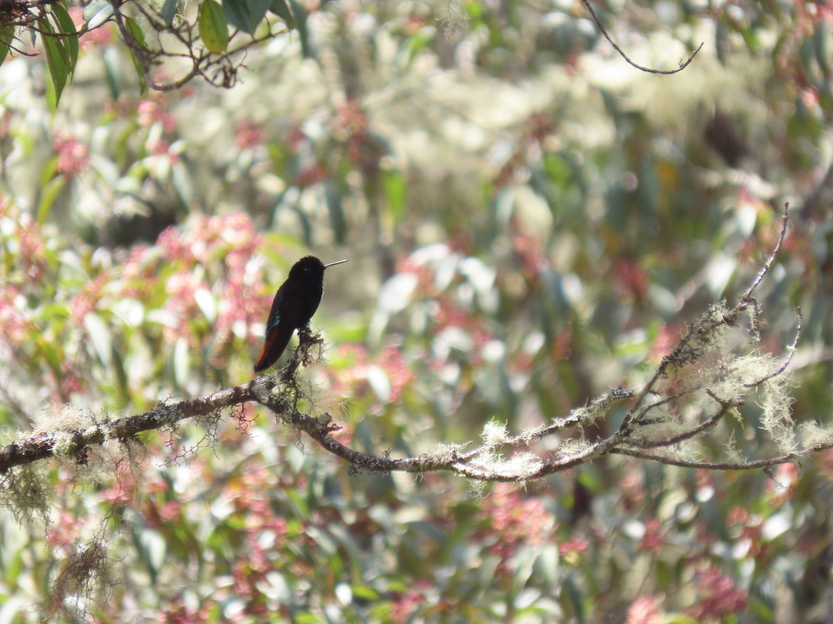 kolibřík černokápý - ML572992391