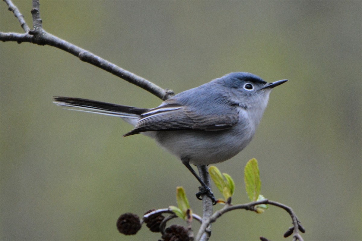 Blue-gray Gnatcatcher - Steve Mierzykowski