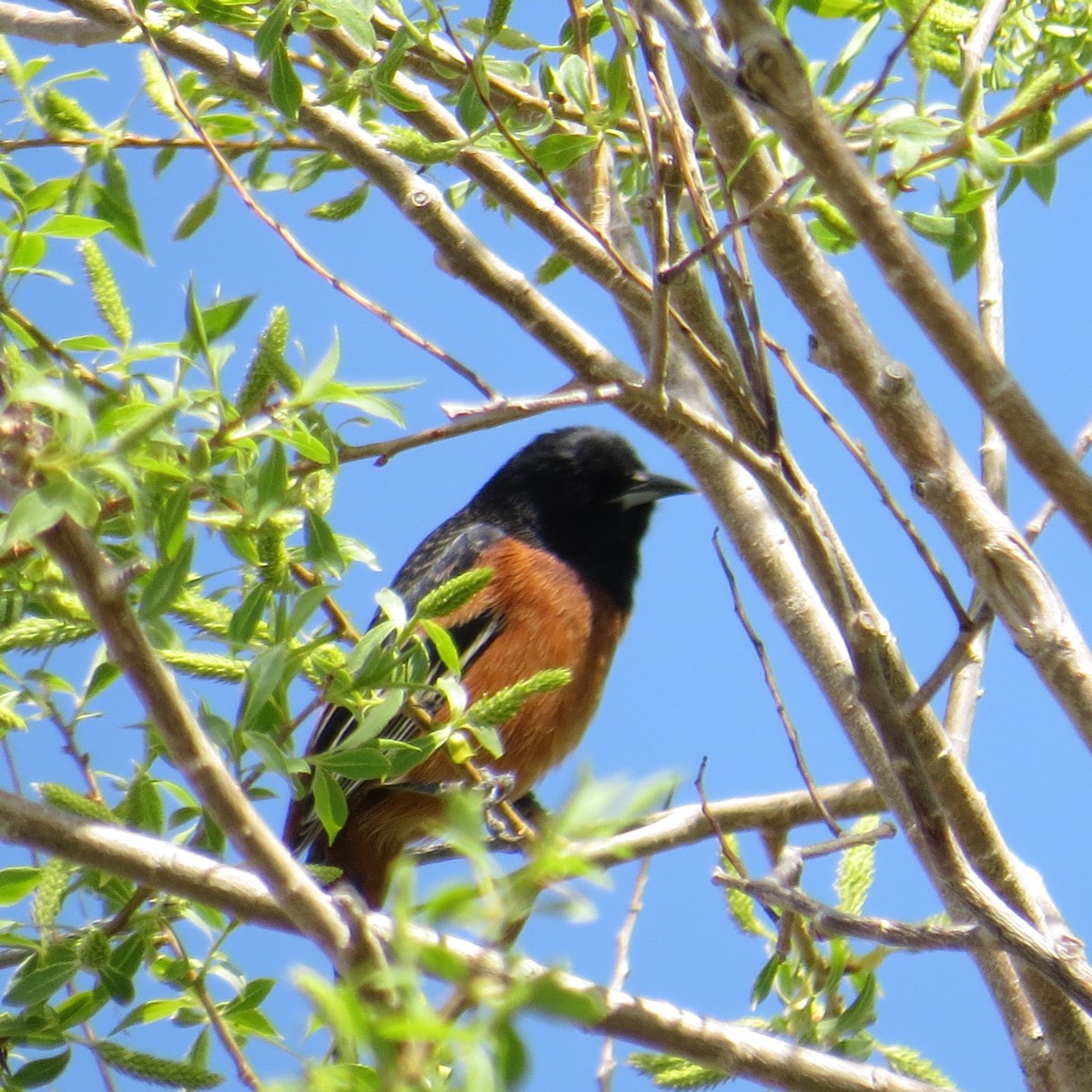 Orchard Oriole - ML572992641