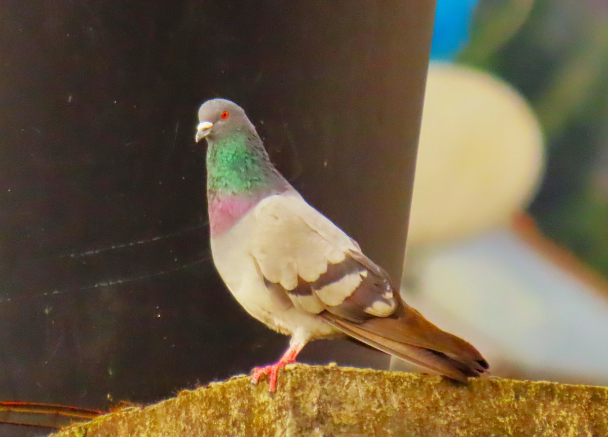 Rock Pigeon (Feral Pigeon) - ML572992791