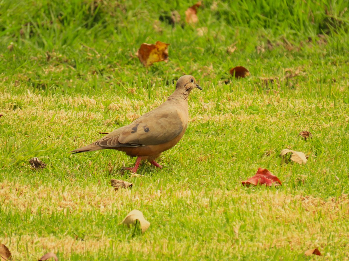 Eared Dove - ML572992901