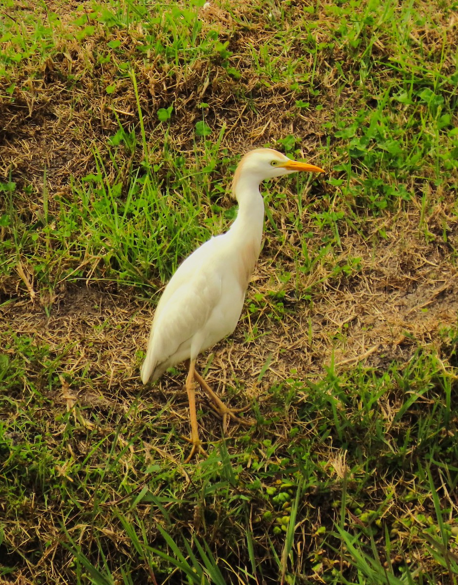 Western Cattle-Egret - ML572992951
