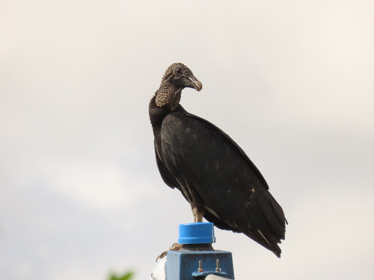 Black Vulture - ML572993081
