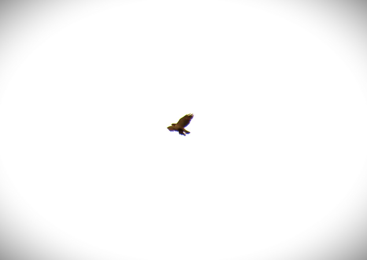 Short-tailed Hawk - ML572993371