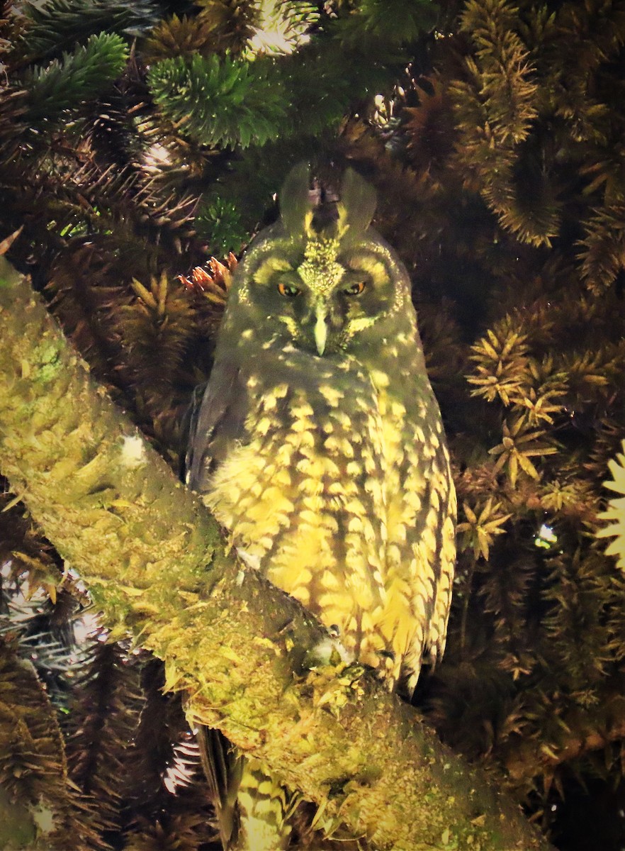 Stygian Owl - ML572993471