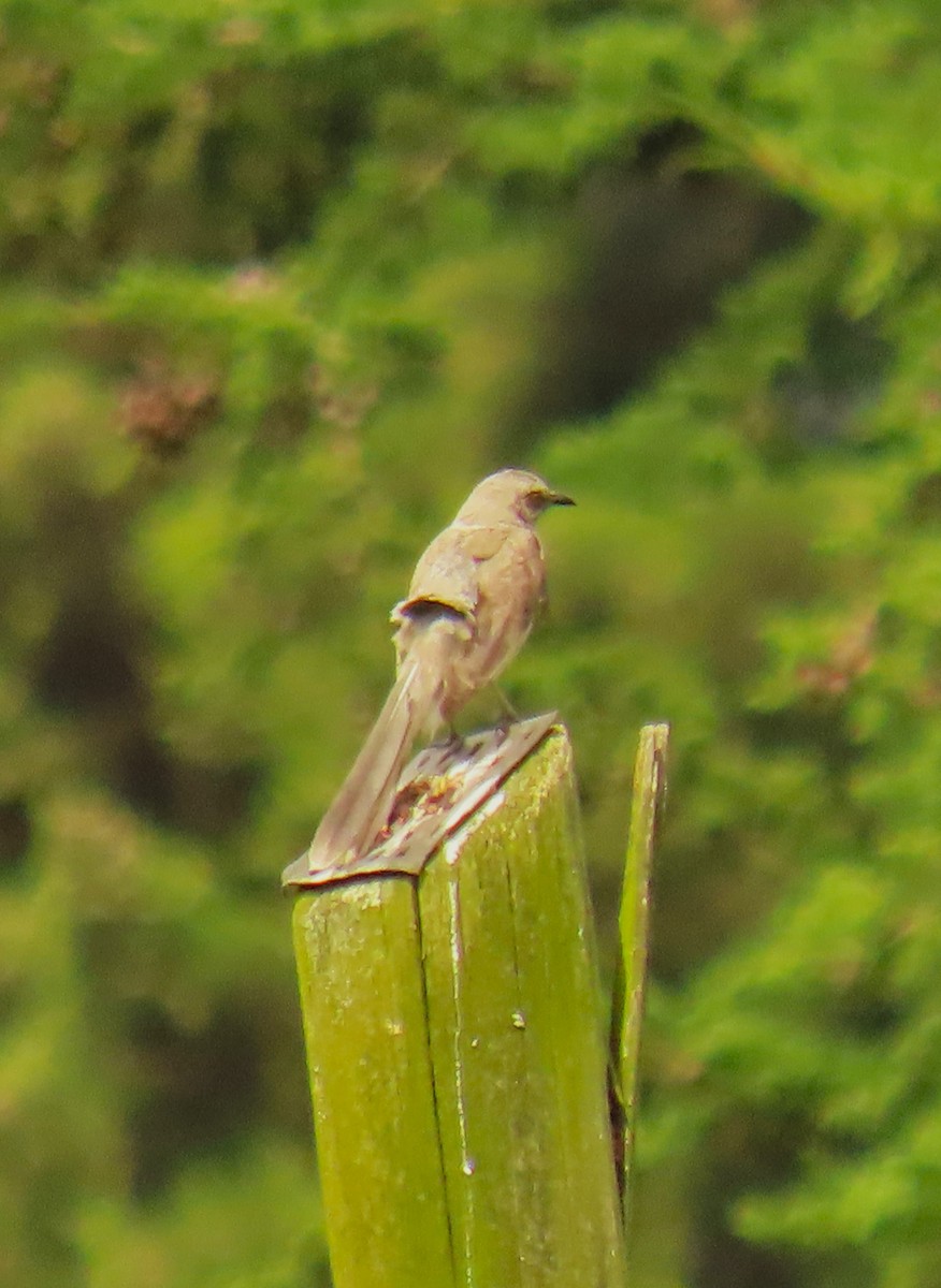 Tropical Mockingbird - ML572993681