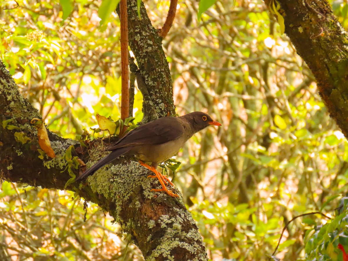 Great Thrush - ML572993961