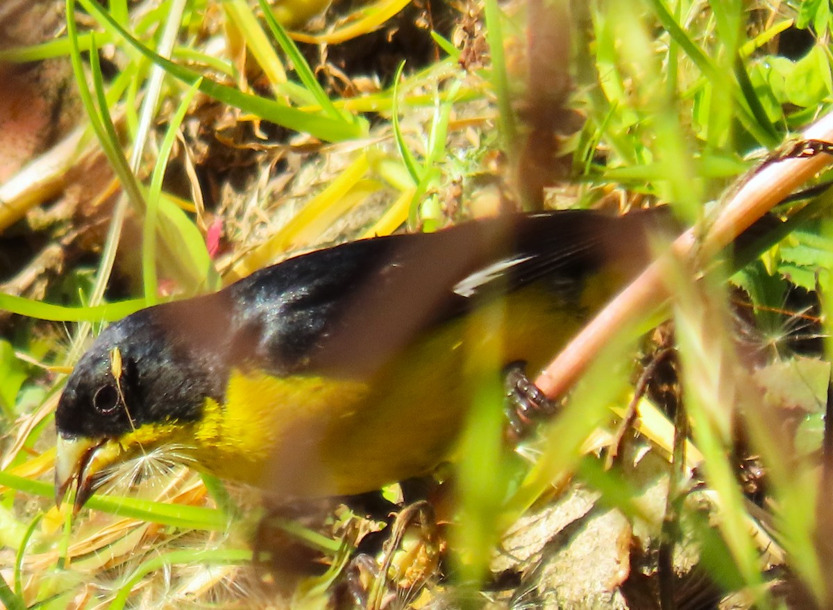 Lesser Goldfinch - ML572994121