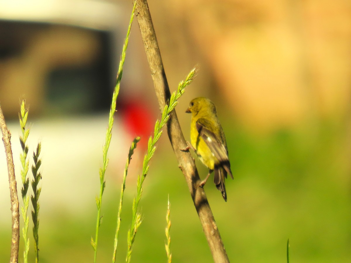 Lesser Goldfinch - ML572994131