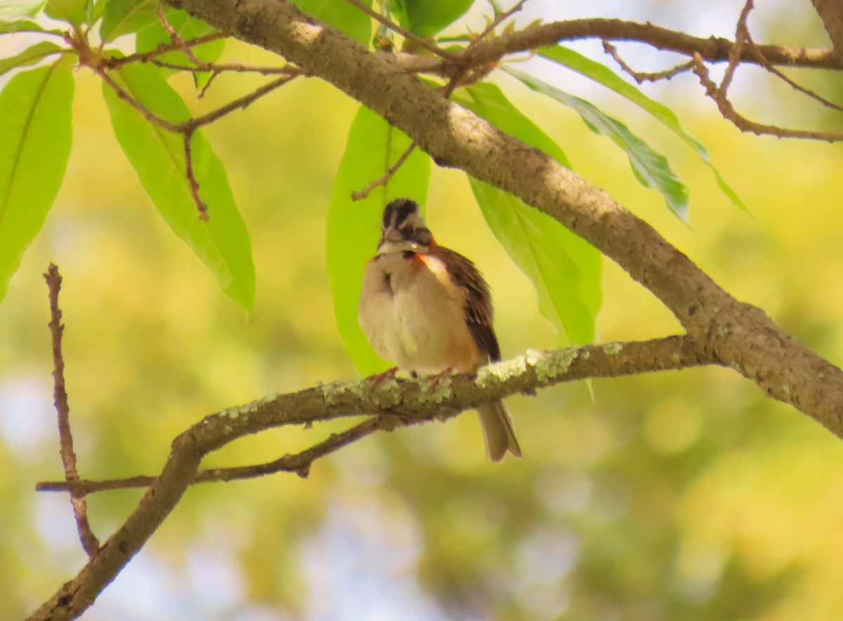 Rufous-collared Sparrow - ML572994241