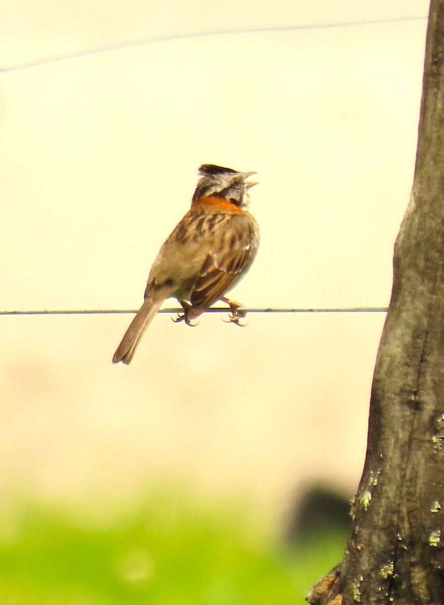Rufous-collared Sparrow - ML572994251