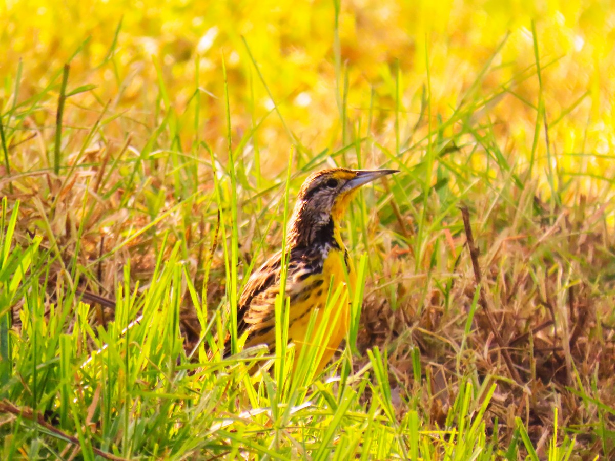 Eastern Meadowlark - ML572994341