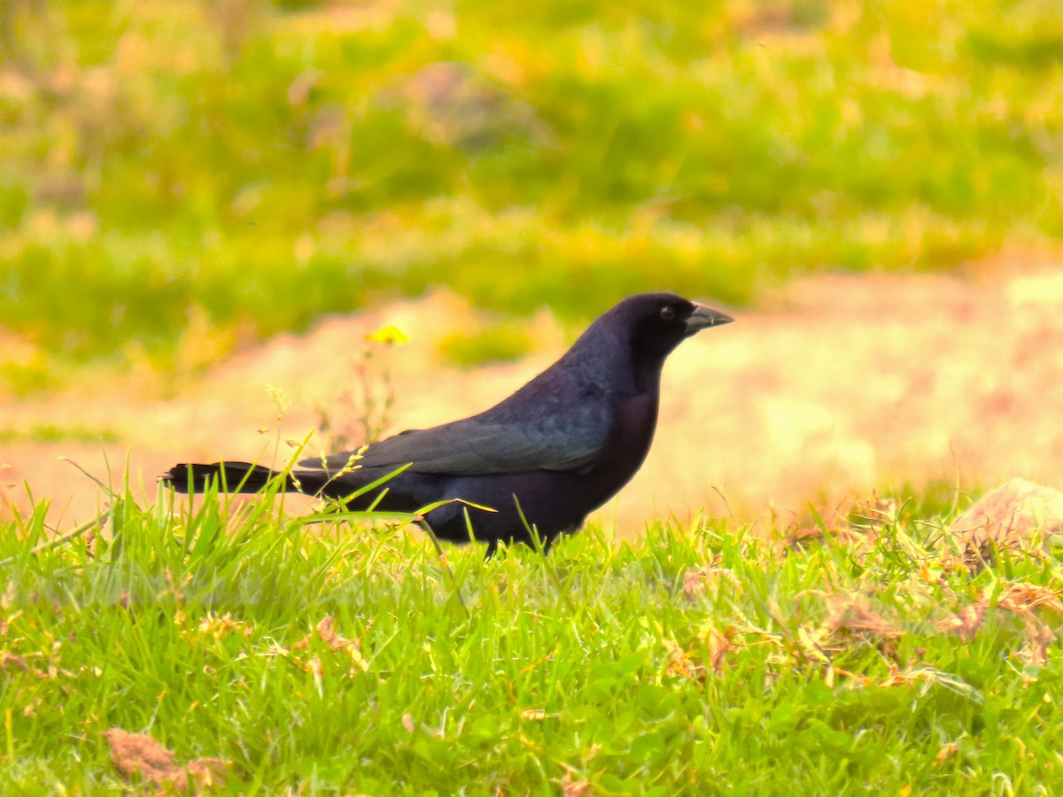 Shiny Cowbird - ML572994411