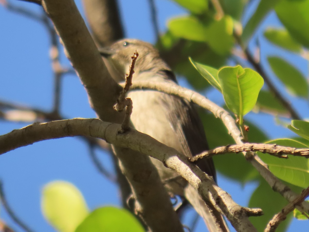 Palm Tanager - ML572994621