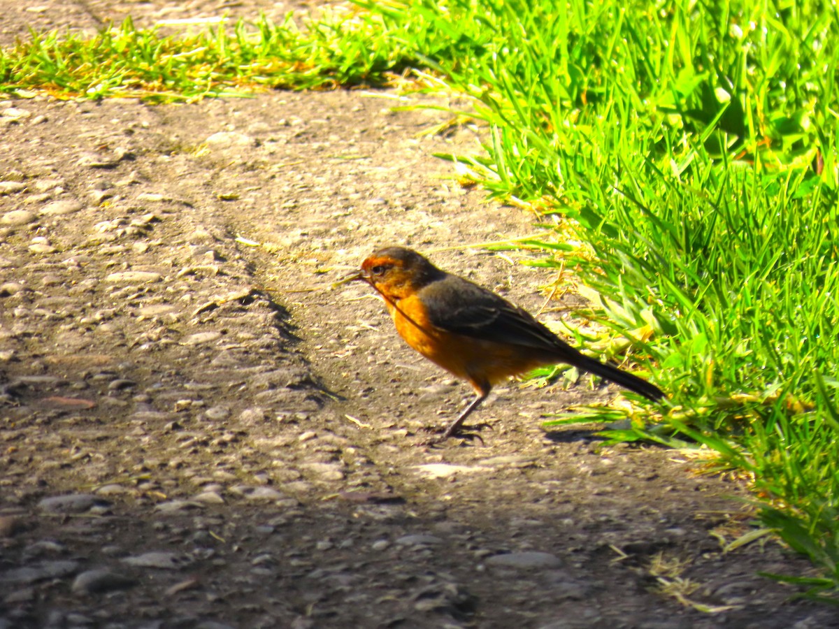 Rufous-browed Conebill - ML572994671