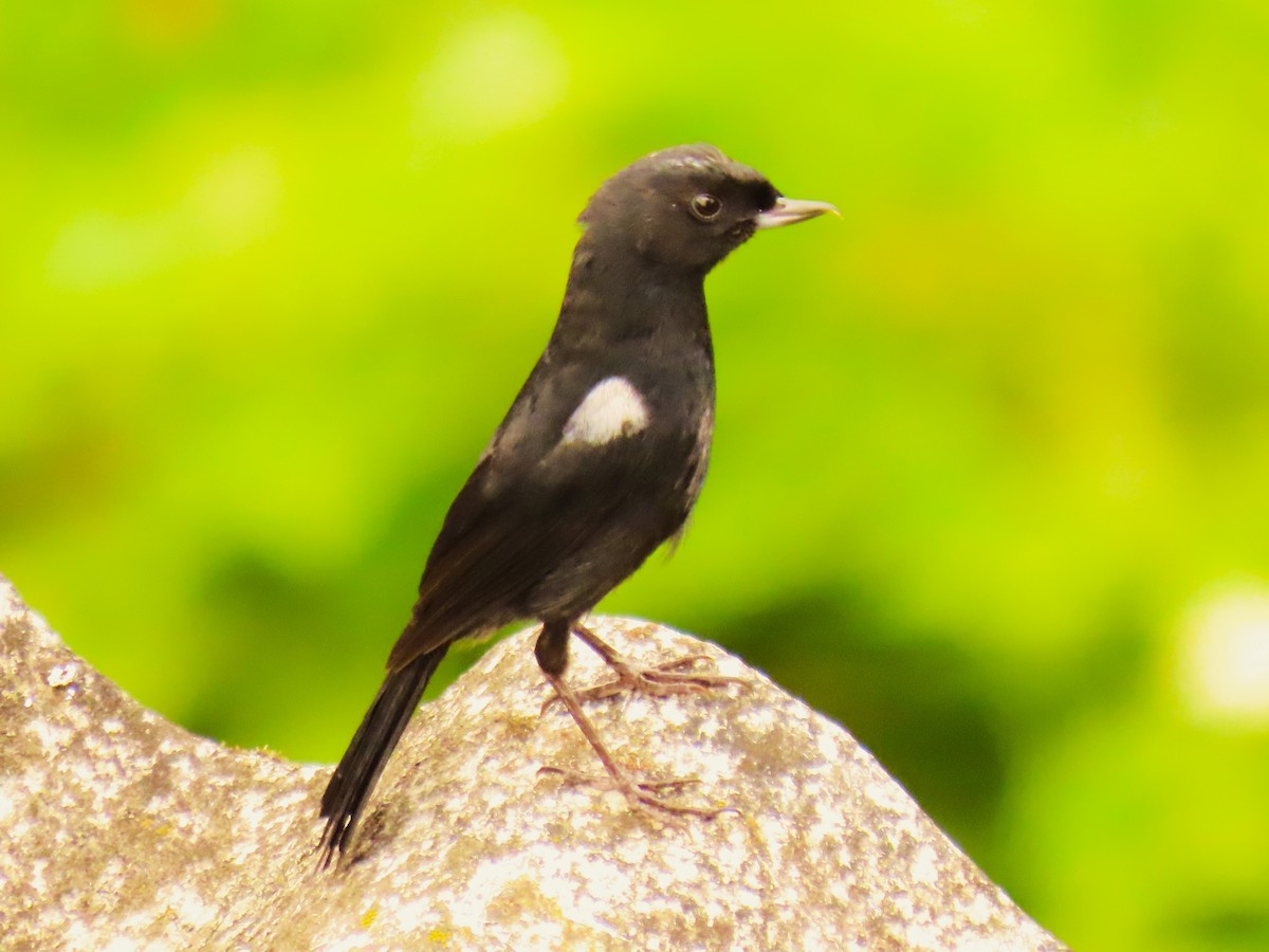 Black Flowerpiercer - ML572994701