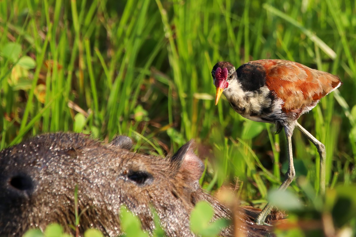 Wattled Jacana - ML572994721