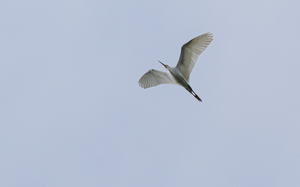 Snowy Egret - ML572994811