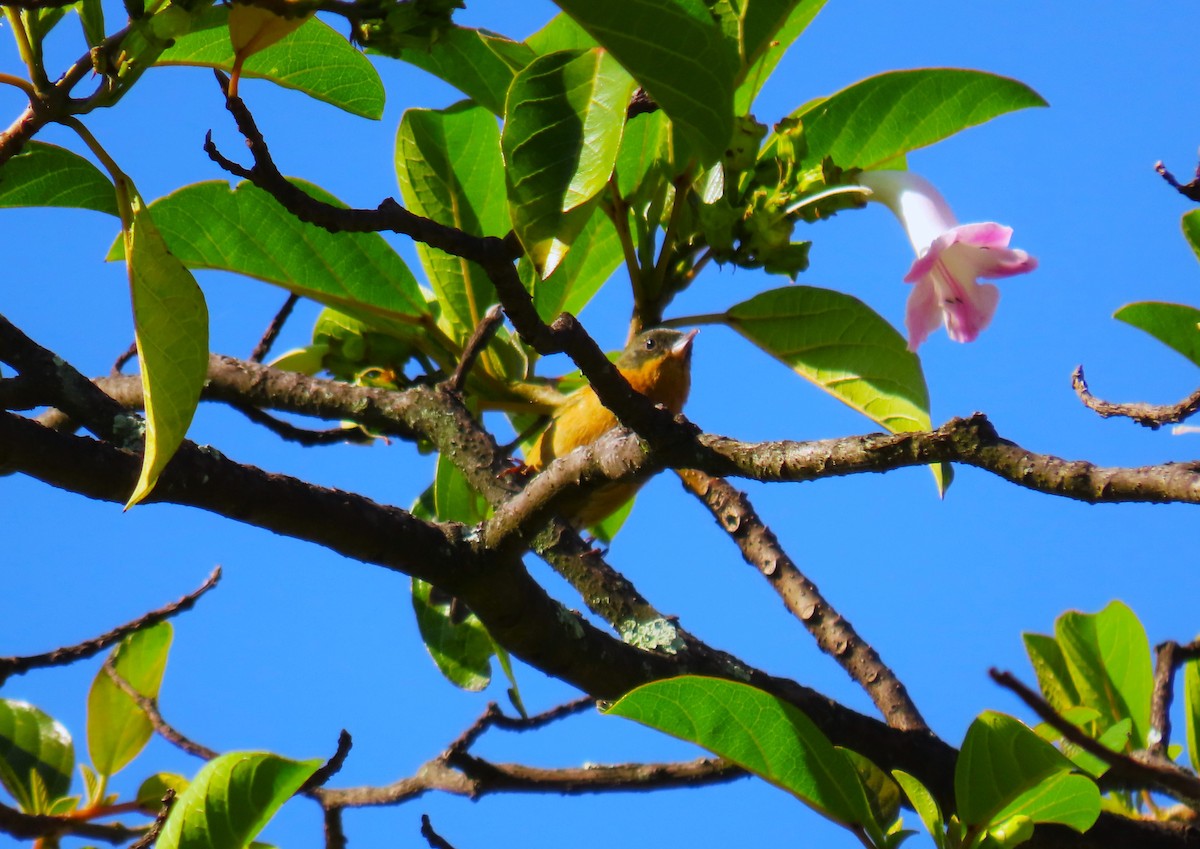 Rusty Flowerpiercer - ML572994841