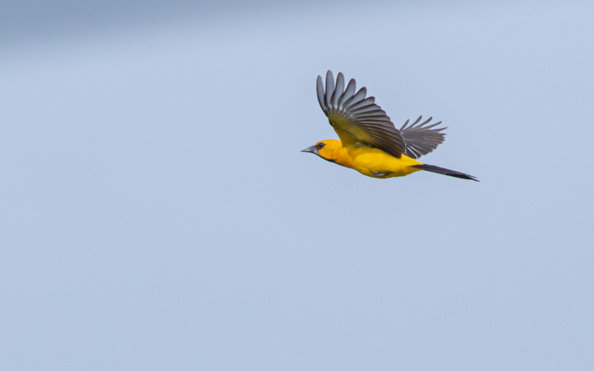 Yellow Oriole - David Monroy Rengifo