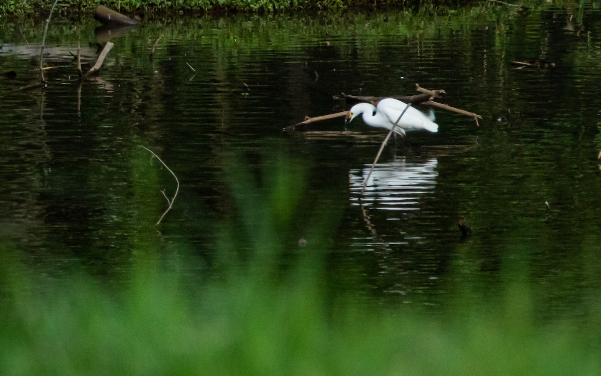 Snowy Egret - ML572995691