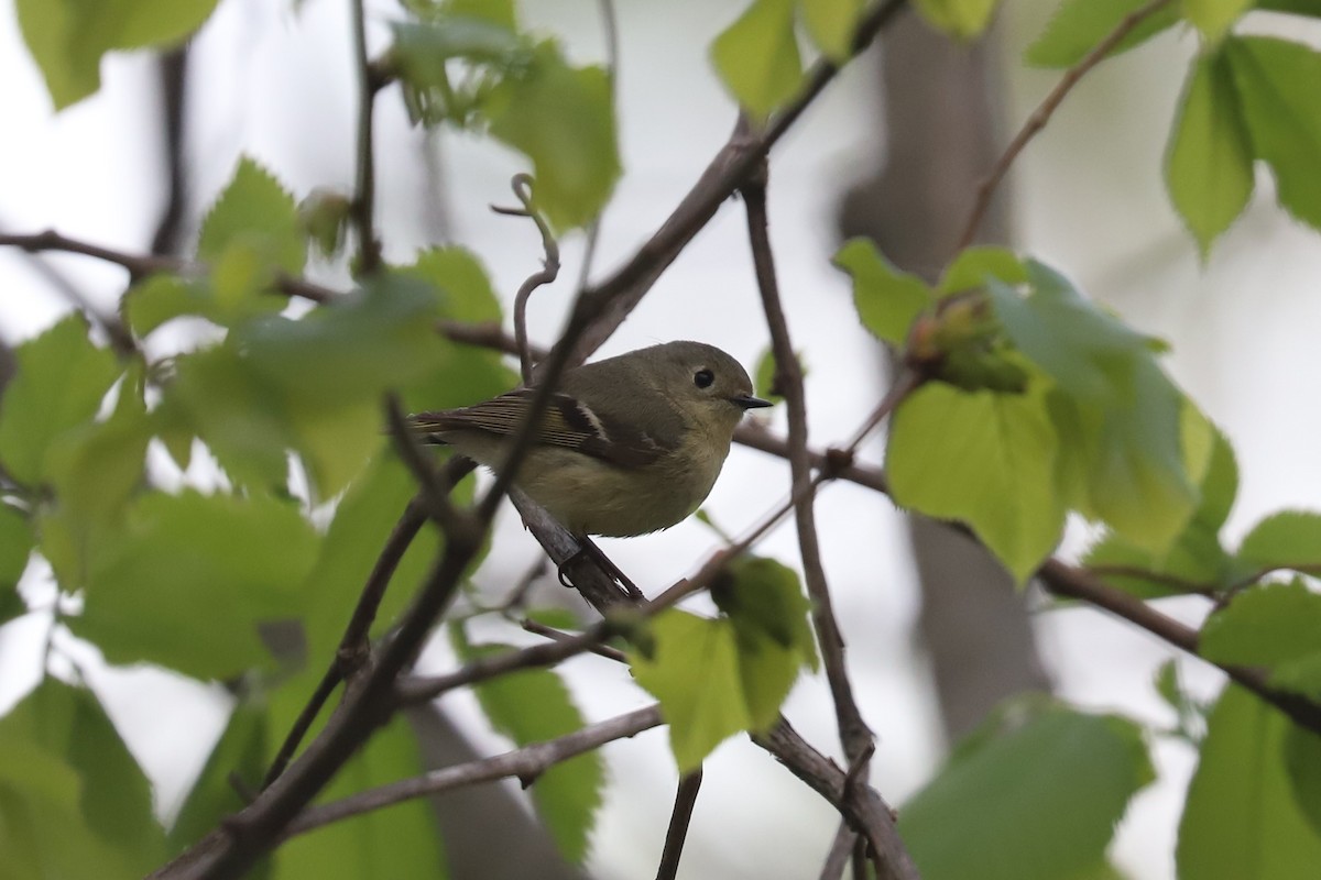 Ruby-crowned Kinglet - ML572996031