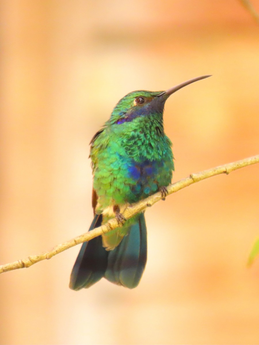 Sparkling Violetear - ML572996181