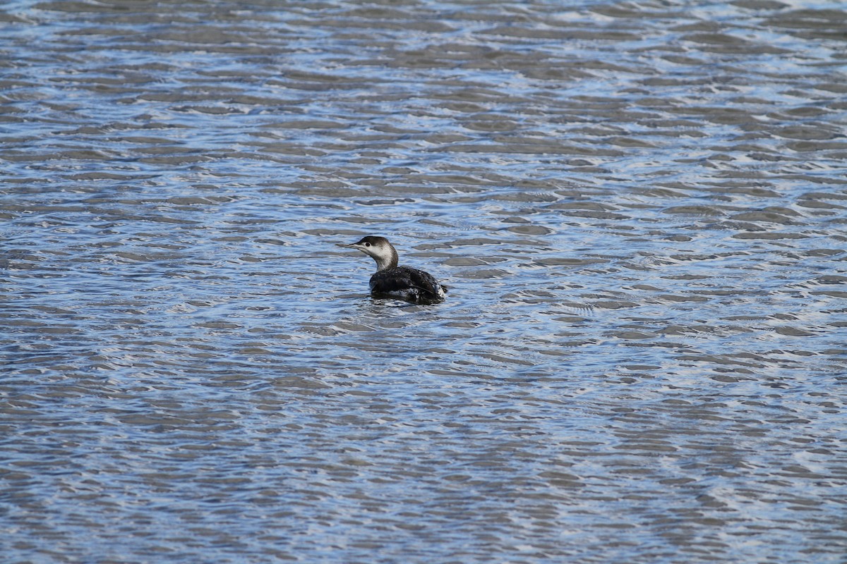 Red-throated Loon - ML57299621