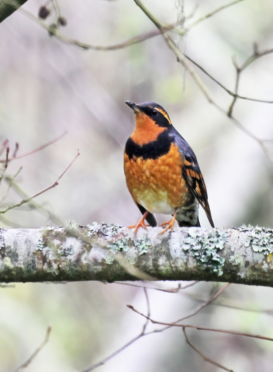 Varied Thrush - ML572996351