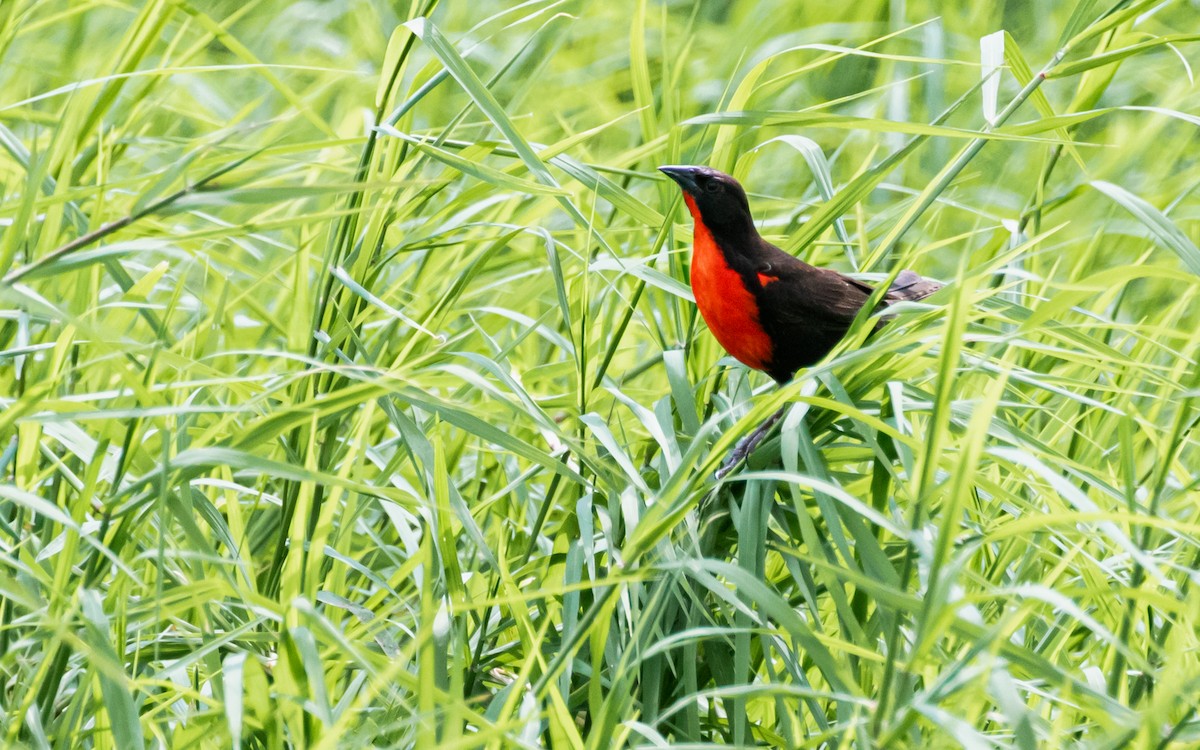 Red-breasted Meadowlark - ML572996951