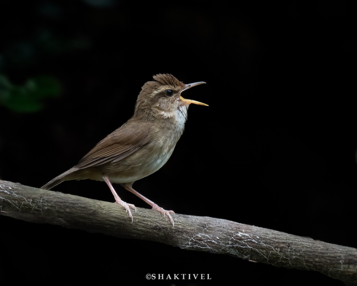 Pale-footed Bush Warbler - Shakti - Tribesmen.in