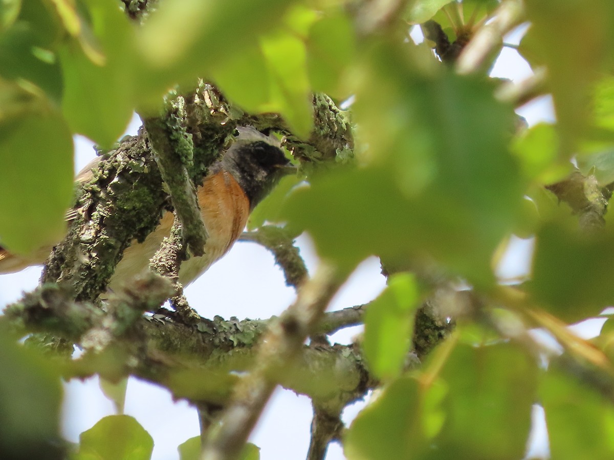 Common Redstart - Clemente Álvarez Usategui