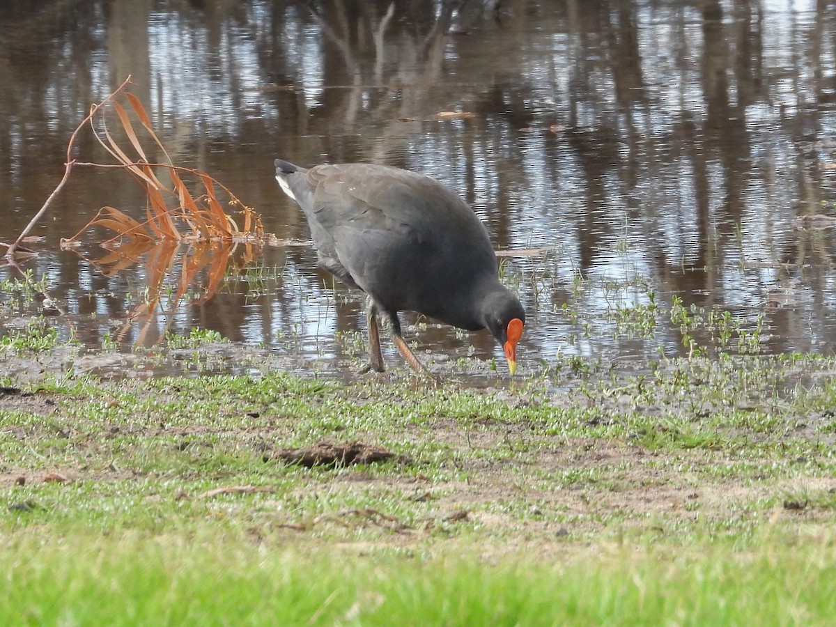 Dusky Moorhen - Thomas Schultz