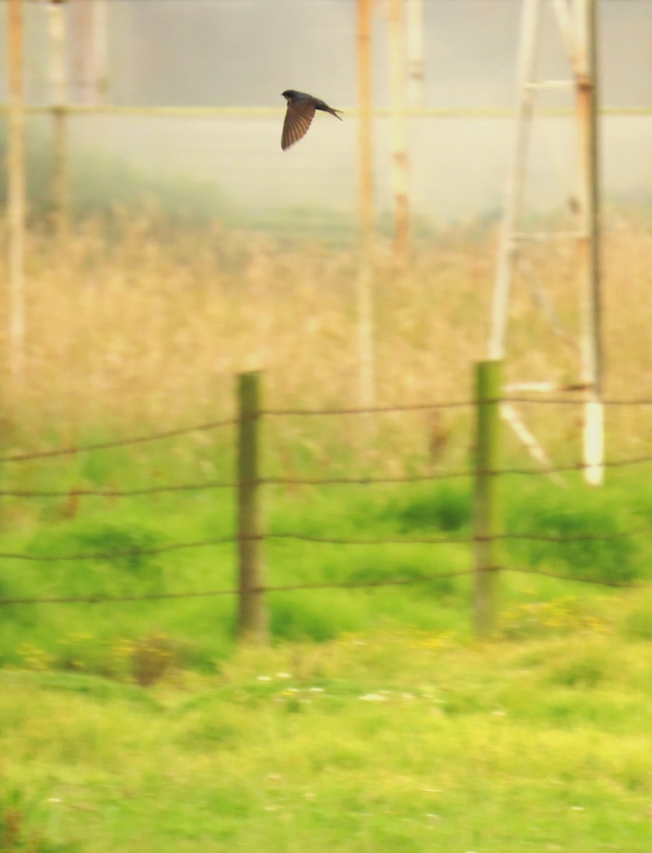 Brown-bellied Swallow - ML572999711