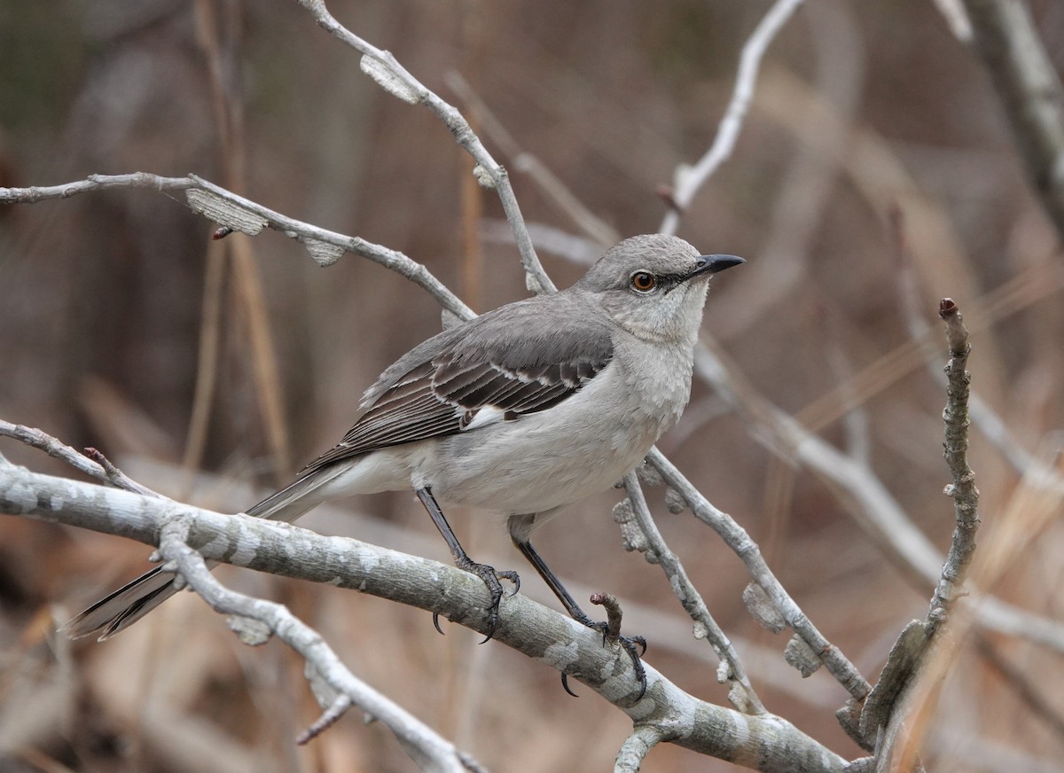 Northern Mockingbird - ML573000971