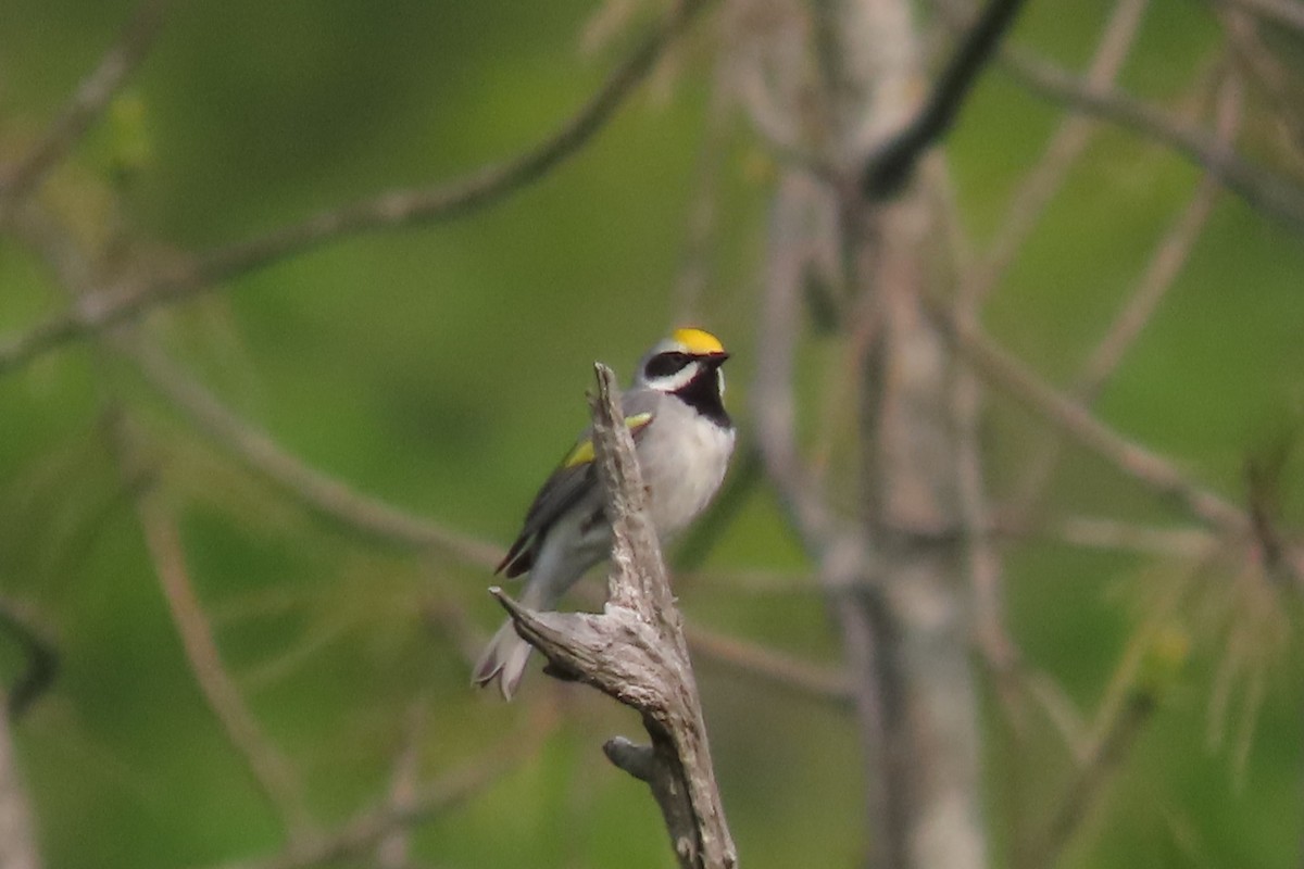 Golden-winged Warbler - Rebecca Giroux