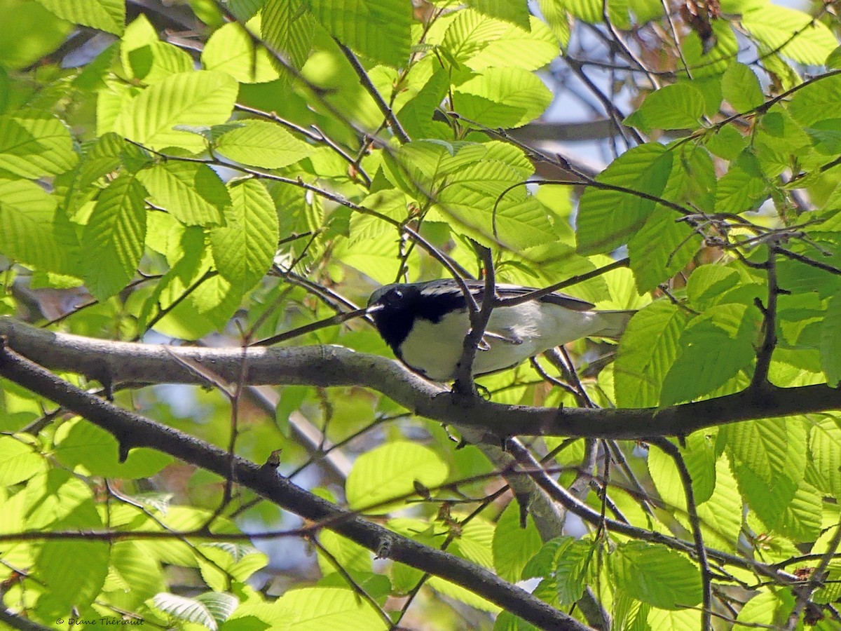 Black-throated Blue Warbler - ML573001791