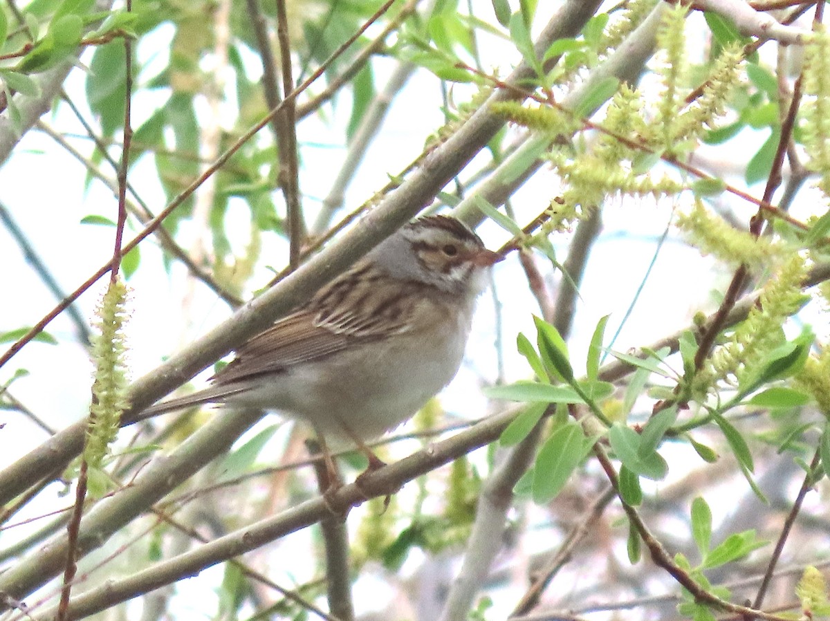 Clay-colored Sparrow - ML573001901