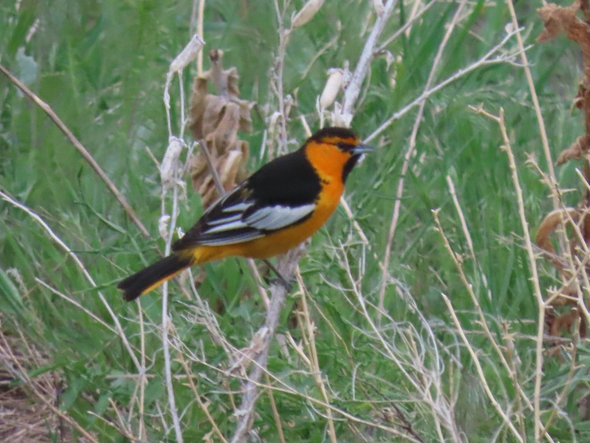 Bullock's Oriole - ML573002041