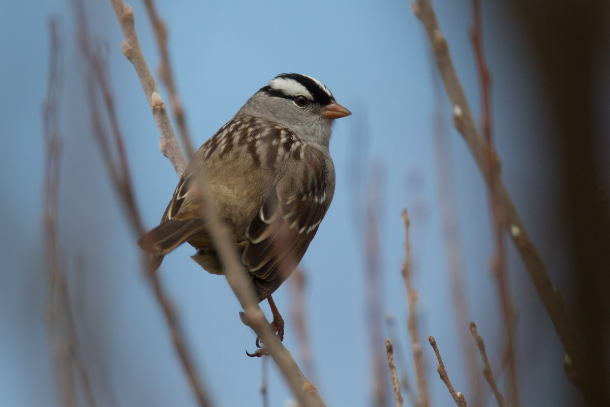 White-crowned Sparrow - ML573002261