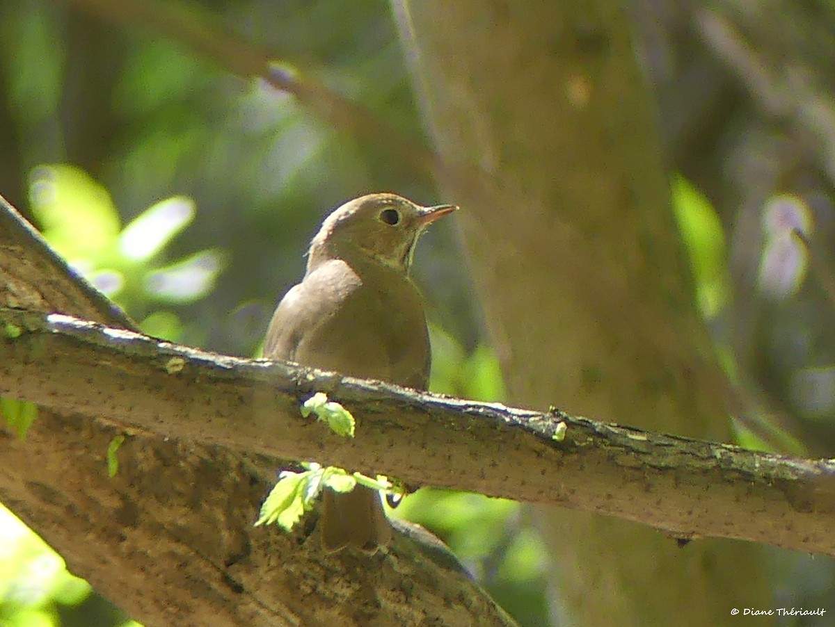 Hermit Thrush - ML573002671