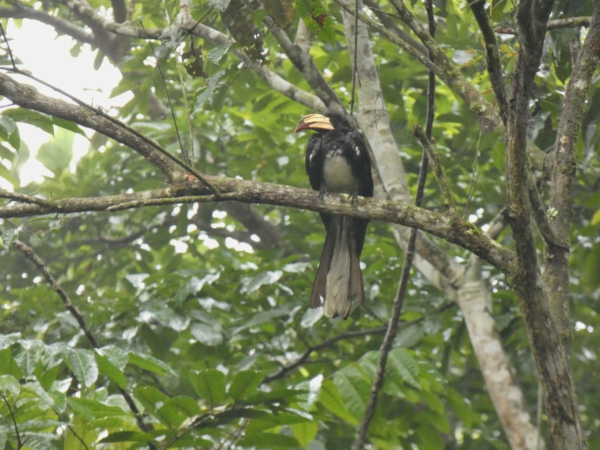 Congo Pied Hornbill - ML573002921