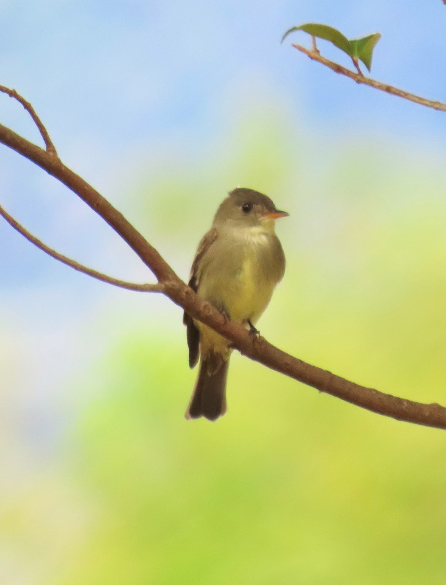 Northern Tropical Pewee - ML573003291