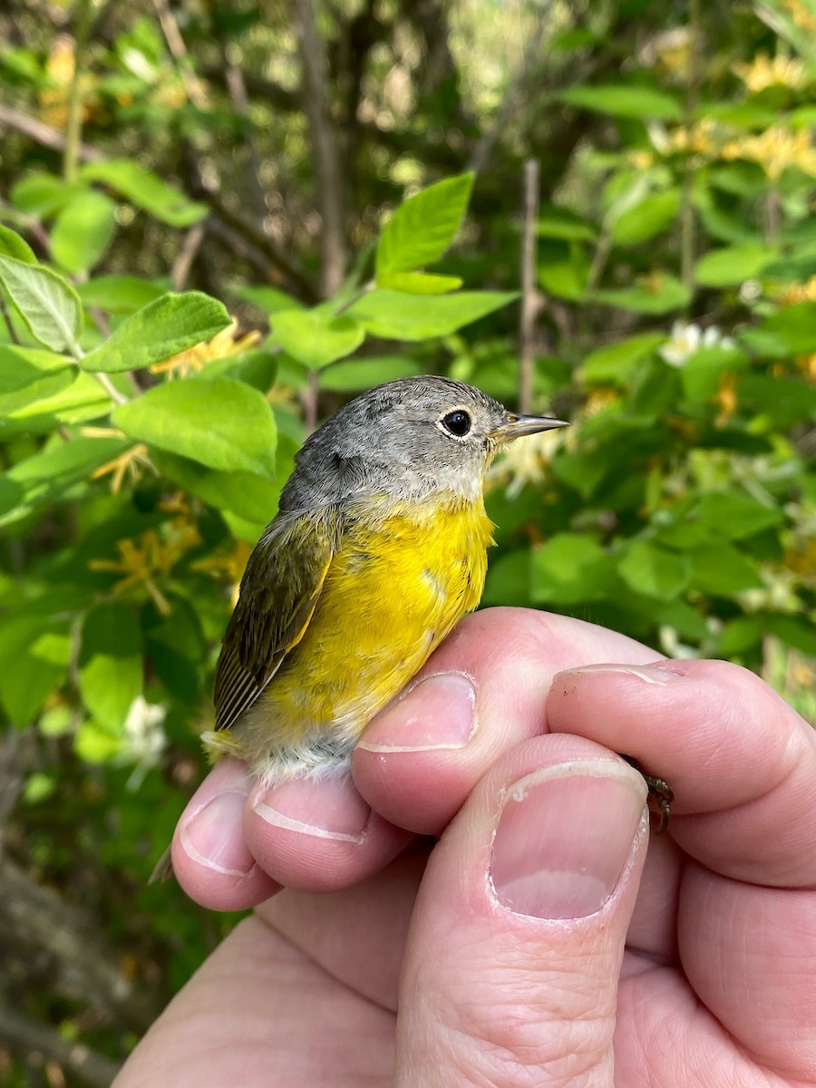 Nashville Warbler - ML573004141