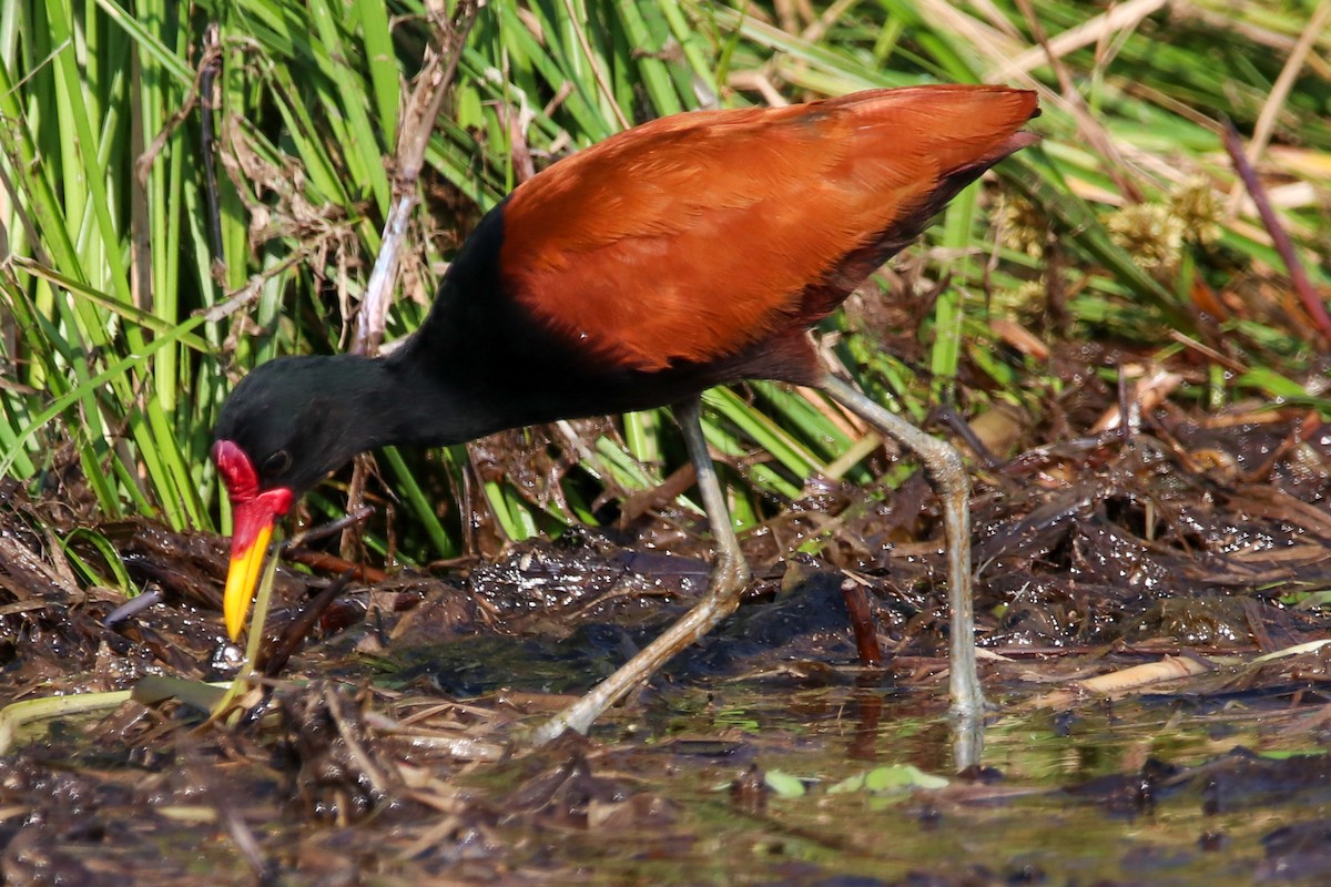 Wattled Jacana - ML573004441