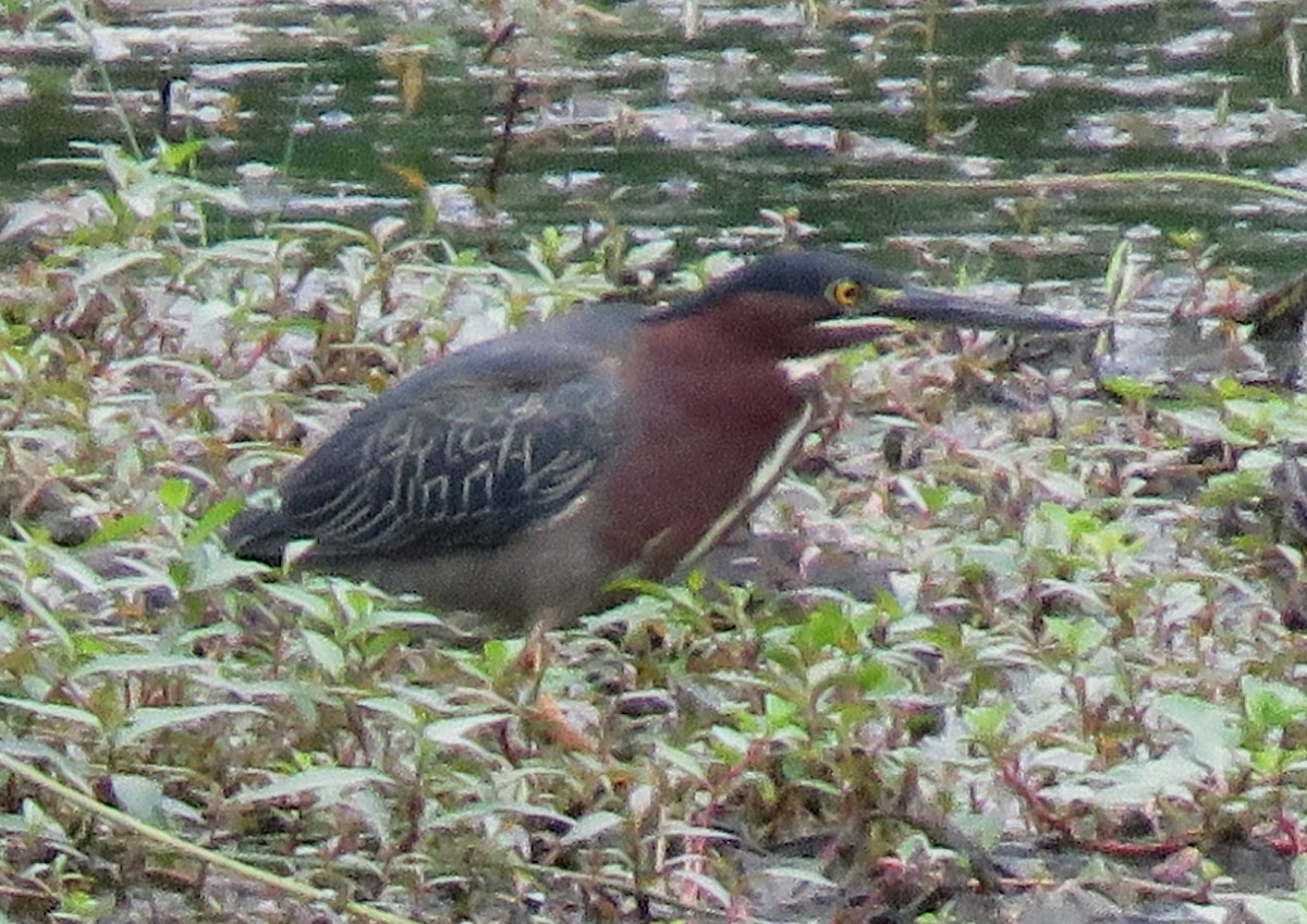 Green Heron - ML573004611