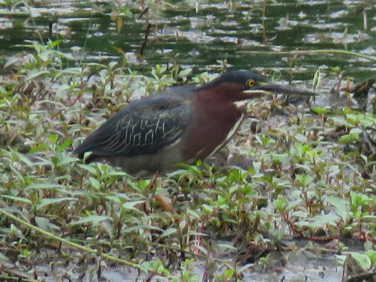 Green Heron - ML573004621