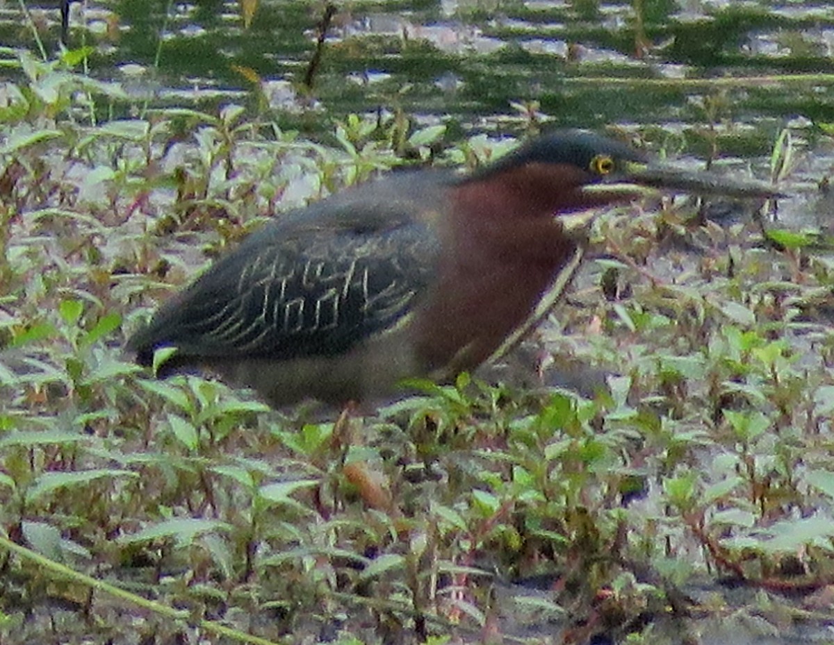 Green Heron - ML573004641